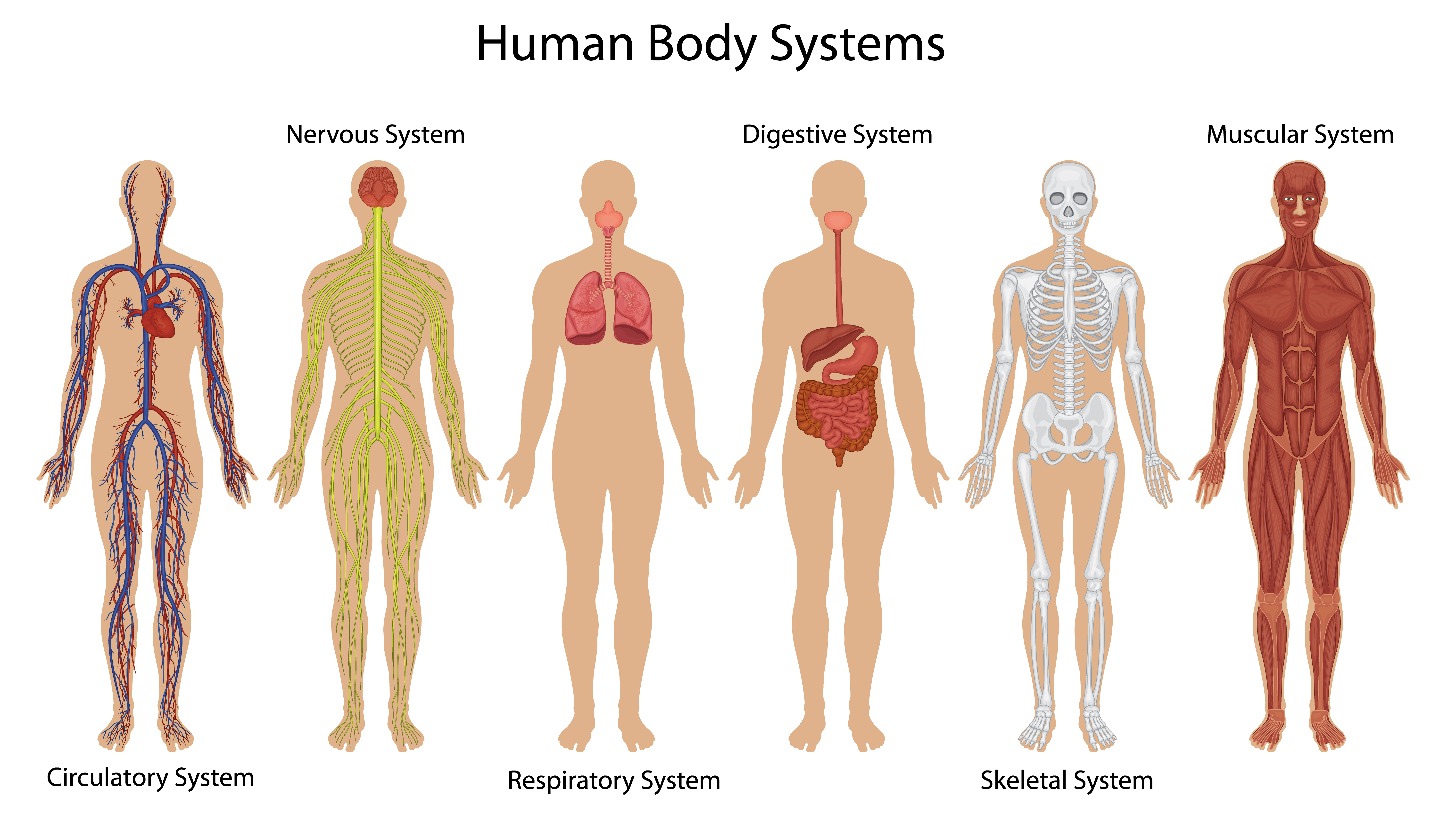 Human units. Системы тела человека. Анатомия человека. Человек в системе.